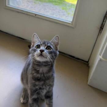 Cedar -  Domestic Short Hair Cat for Adoption in Pittsford, Vermont - Cedar | PetCurious