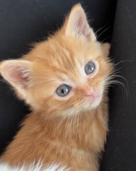 Gideon -  Domestic Short Hair Cat for Adoption in Fruit Heights, Utah - Gideon | PetCurious
