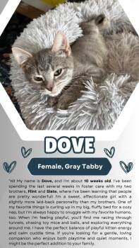 Slate (FCID# 07/15/26-3 Brandywine event 7/18-19) -  Tabby Cat for Adoption in Greenville, Delaware - Slate (FCID# 07/15/26-3 Brandywine Event 7/18-19) | PetCurious