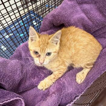 Rickie -  Domestic Short Hair Cat for Adoption in Galveston, Texas - Rickie | PetCurious