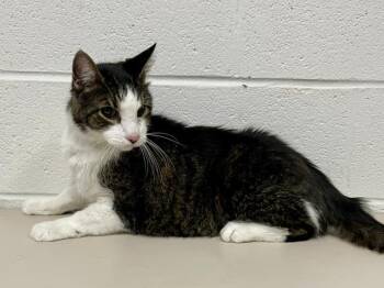 Domestic Short Hair Cats Available for Adoption in St. Peters, Missouri - PRINCE HARRY | PetCurious