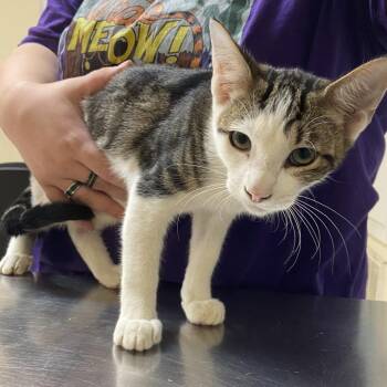 Mackey -  Domestic Short Hair Cat for Adoption in Monroe, Louisiana - Mackey | PetCurious