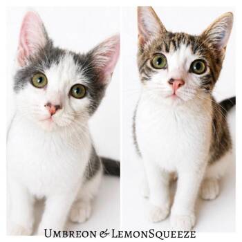 Lemon Squeeze -  Domestic Short Hair Cat for Adoption in Victoria, British Columbia - Lemon Squeeze | PetCurious