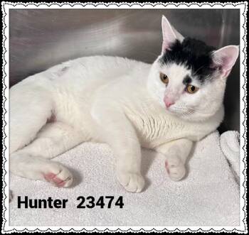 HUNTER -  Domestic Short Hair Cat for Adoption in Marietta, Georgia - HUNTER | PetCurious
