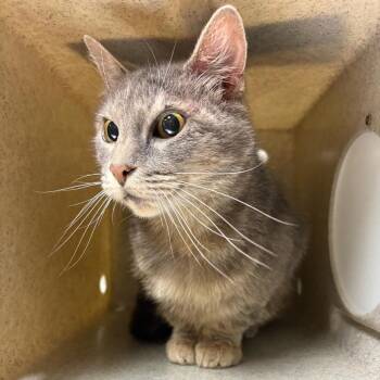 Sierra -  Domestic Short Hair Cat for Adoption in Reno, Nevada - Sierra | PetCurious