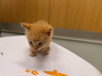 Emmett -  Domestic Medium Hair Cat for Adoption in Hartsville, South Carolina - Emmett | PetCurious
