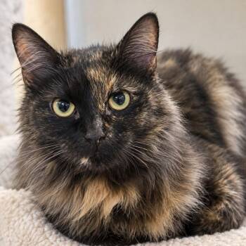 Tory -  Domestic Medium Hair Cat for Adoption in Mauldin, South Carolina - Tory | PetCurious