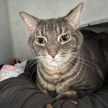 JJ -  Domestic Medium Hair Cat for Adoption in Sarasota, Florida - JJ | PetCurious