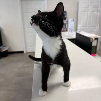 PMP -  Domestic Short Hair Cat for Adoption in Garfield, Arkansas - PMP | PetCurious