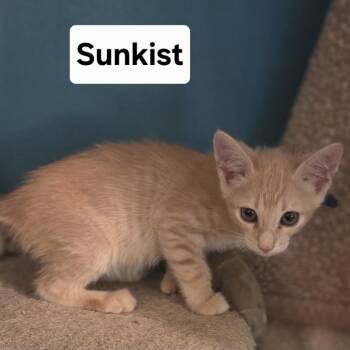 Sunkist -  Domestic Short Hair Cat for Adoption in NEW PT RICHEY, Florida - Sunkist | PetCurious