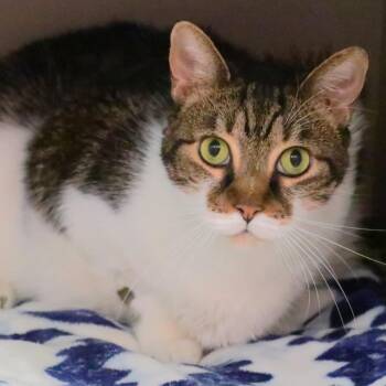 Freya -  Domestic Short Hair Cat for Adoption in Sarasota, Florida - Freya | PetCurious