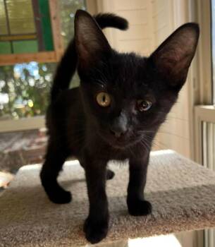 Rescue Domestic Short Hair Cats for Adoption in Hamilton, Ontario - Baby Blackie | PetCurious
