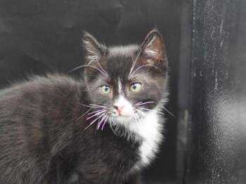 Cleveland -  Domestic Short Hair Cat for Adoption in Portland, Oregon - Cleveland | PetCurious