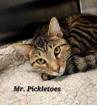 Mr. Pickletoes -  Domestic Short Hair Cat for Adoption in Cambridge, Maryland - Mr. Pickletoes | PetCurious