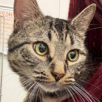 Domestic Short Hair Cats Available for Adoption - Suckleberry | PetCurious