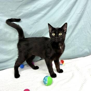 Raven -  Domestic Short Hair Cat for Adoption in Hawthorne, California - Raven | PetCurious