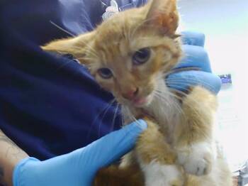 TIGGER -  American Shorthair Cat for Adoption in Charlotte, North Carolina - TIGGER | PetCurious