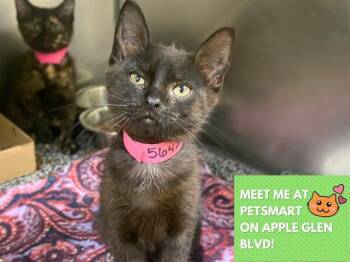 SABRINA -  Domestic Short Hair Cat for Adoption in Fort Wayne, Indiana - SABRINA | PetCurious