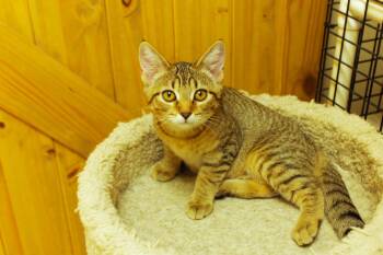 Chevelle -  Domestic Short Hair Cat for Adoption in Urbana, Ohio - Chevelle | PetCurious