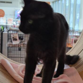 Shadow -  Domestic Medium Hair Cat for Adoption in Bentonville, Arkansas - Shadow | PetCurious