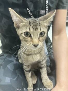 Rescue American Shorthair Cats for Adoption in Houston, Texas - Brandon | PetCurious