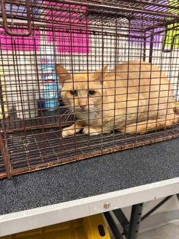 Popcorn Sutton -  Domestic Short Hair Cat for Adoption in Sorrento, Louisiana - Popcorn Sutton | PetCurious