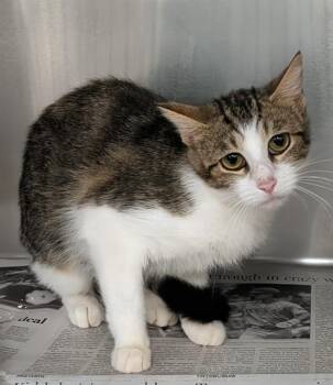 Rescue Domestic Short Hair Cats for Adoption in Dallas, Texas - ESTER | PetCurious