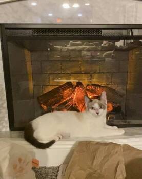 Rescue Domestic Short Hair Cats for Adoption in Lorain, Ohio - Tulip | PetCurious