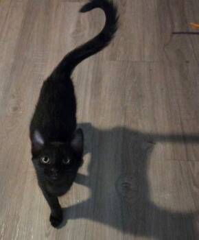 Sushi -  Domestic Short Hair Cat for Adoption - Sushi | PetCurious