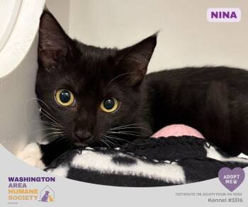 Nina -  Domestic Short Hair Cat for Adoption in Eighty Four, Pennsylvania - Nina | PetCurious