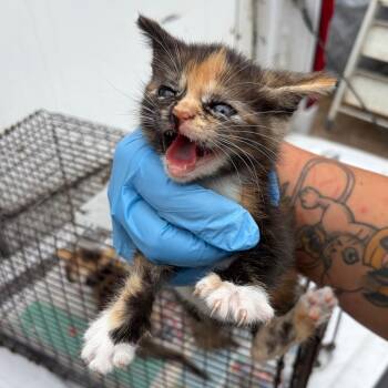 Mochi -  Domestic Short Hair Cat Available for Adoption in Edinburg, Texas - Mochi | PetCurious