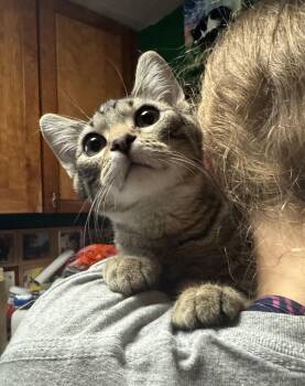 Odo -  Domestic Short Hair Cat for Adoption in Wheaton, Illinois - Odo | PetCurious