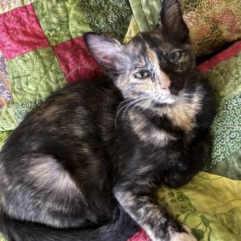 Sarah -  Domestic Short Hair Cat for Adoption in Kerrville, Texas - Sarah | PetCurious