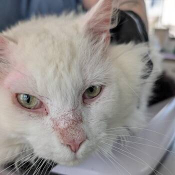 Domestic Medium Hair Cats Available for Adoption in Chapel Hill, North Carolina - Moose | PetCurious