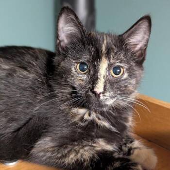 Tourtney -  Tortoiseshell Cat for Adoption in Shippenville, Pennsylvania - Tourtney | PetCurious