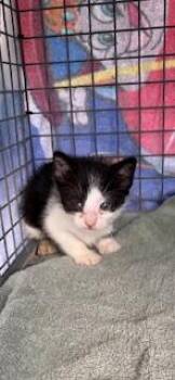 Domestic Short Hair Cats Available for Adoption in Honolulu, Hawaii - Pickles | PetCurious