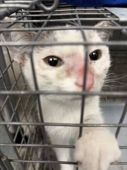 Rescue Domestic Short Hair Cats for Adoption in Las Vegas, Nevada - LULU | PetCurious