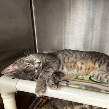 Nocturne -  Domestic Short Hair Cat for Adoption in Evanston, Illinois - Nocturne | PetCurious