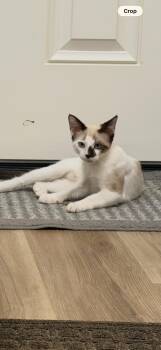 Bear -  Siamese and Domestic Short Hair Cat for Adoption - Bear | PetCurious
