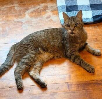 Joella -  Domestic Short Hair Cat for Adoption in Chicago, Illinois - Joella | PetCurious