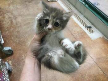 A1921721 -  Domestic Medium Hair Cat for Adoption in Thousand Palms, California - A1921721 | PetCurious