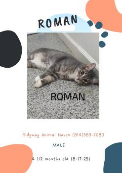 Rescue American Shorthair Cats for Adoption in Ridgway, Pennsylvania - Roman | PetCurious