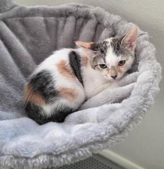 Syclone -  Domestic Short Hair Cat for Adoption in Tucson, Arizona - Syclone | PetCurious