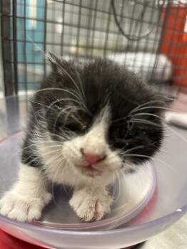 Domestic Short Hair Cats Available for Adoption in Las Vegas, Nevada - PURNELOPE | PetCurious