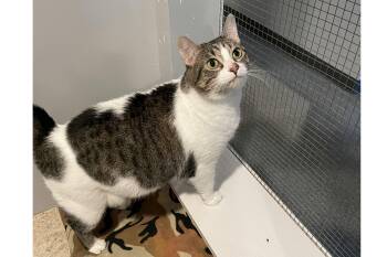Willa -  Domestic Short Hair Cat for Adoption in Lincoln, Nebraska - Willa | PetCurious