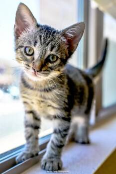 Risotto -  Domestic Short Hair Cat for Adoption in Green Valley, Arizona - Risotto | PetCurious