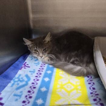 Kathy 26-0746 -  Domestic Medium Hair Cat for Adoption in Yanceyville, North Carolina - Kathy 26-0746 | PetCurious