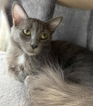 Domestic Short Hair Cats Available for Adoption in Venice, Florida - Binx | PetCurious