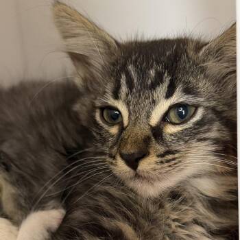 Pandy Paws -  Domestic Short Hair Cat for Adoption in Los Angeles, California - Pandy Paws | PetCurious