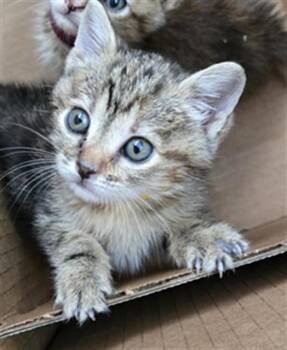 Rescue Domestic Short Hair Cats for Adoption in Dallas, Texas - IREA | PetCurious